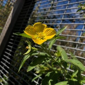 Meet your Posher, Francis